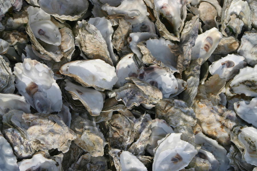 Endeavoring fish use oyster shells as speakers
