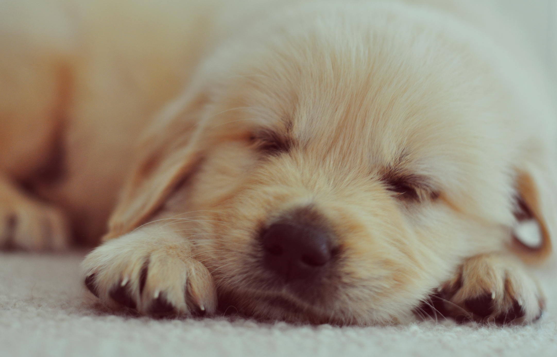 A golden retriever pup. 