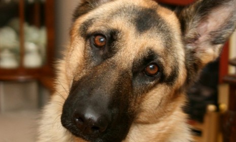 An 8-year-old German Shepherd (not pictured) escaped during a Delta stopover in the Atlanta airport.