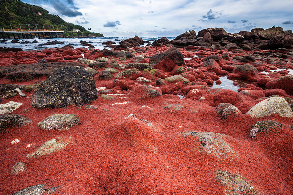 50 million bright red land crabs on Christmas Island