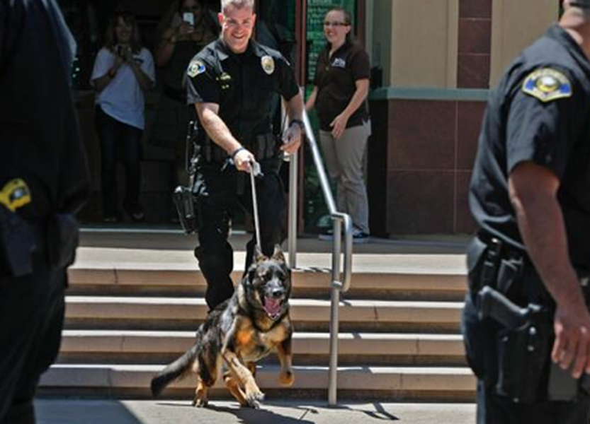 Injured Anaheim police dog Bruno heads home