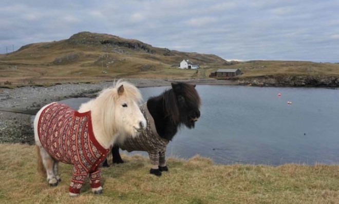 Ponies in sweaters