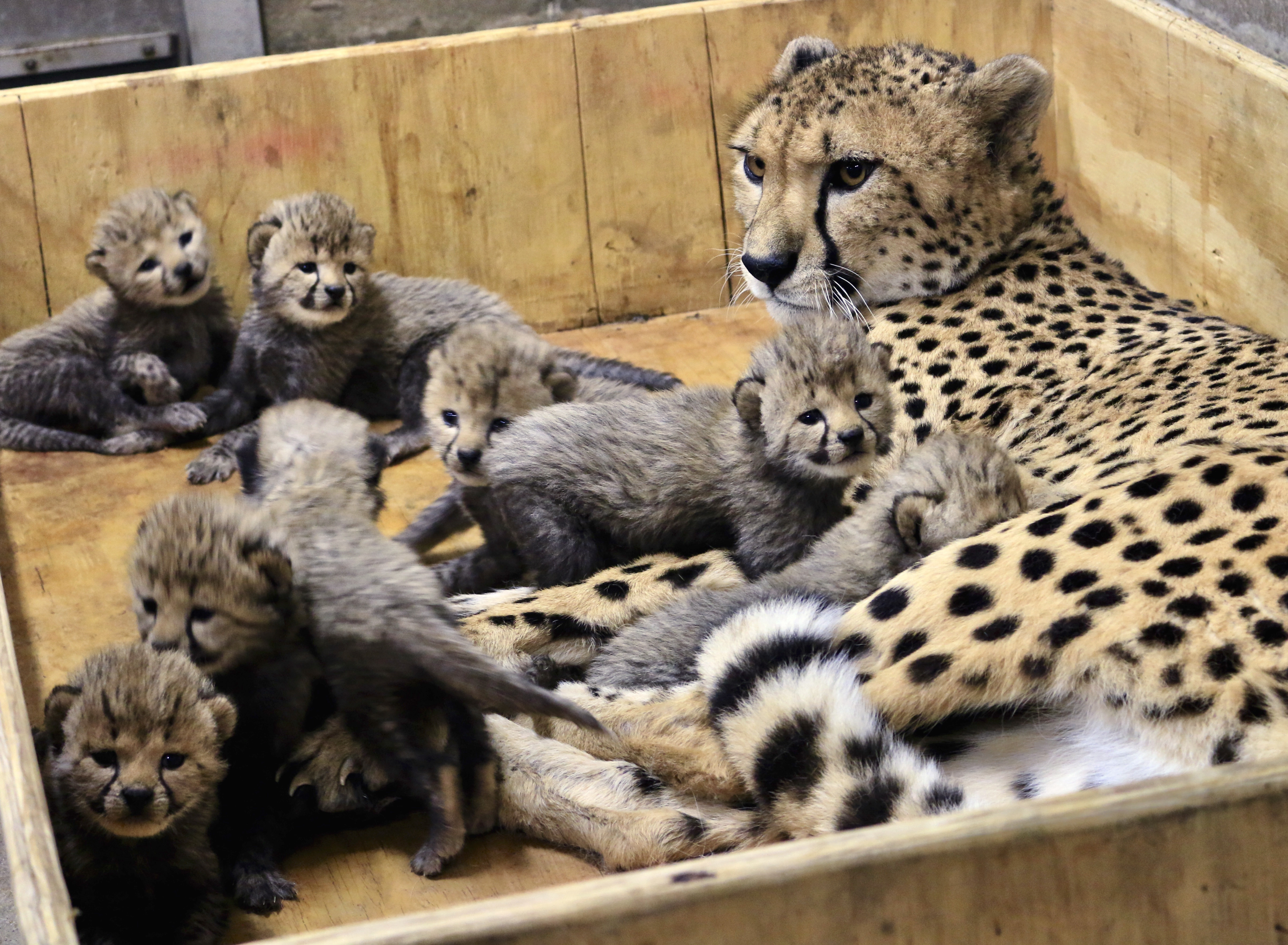 Bingwa and her eight new cheetah cubs. 