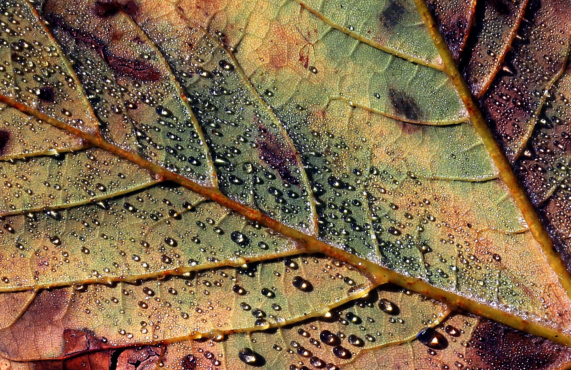 Scientists learn about condensation through plants. 