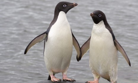A pair of Adelie penguins: Chinese zookeepers have allowed two &quot;gay&quot; penguins to adopt a chick from a female penguin who was struggling to care for both of her twins.