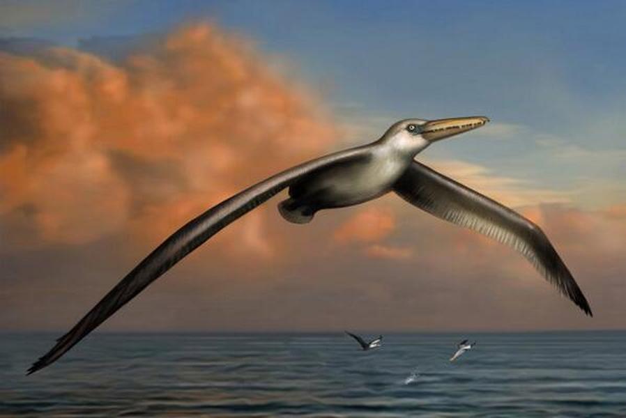Bird with 21-foot wingspan could be the largest to ever live