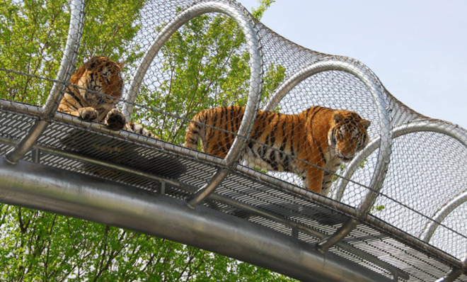 Zoos of the future are breaking down the enclosure walls | The Week