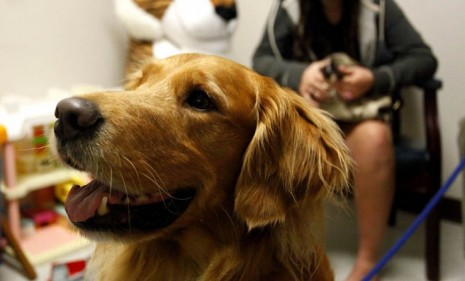 La Vie is a therapy dog who accompanies young sexual assault victims in the courtroom, though some lawyers argue that such canine cuteness unfairly sways jurors.