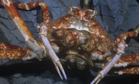 Millions of insatiable king crabs have recently migrated to the oceans around Antarctica, and are expected to destroy much of the local marine life.