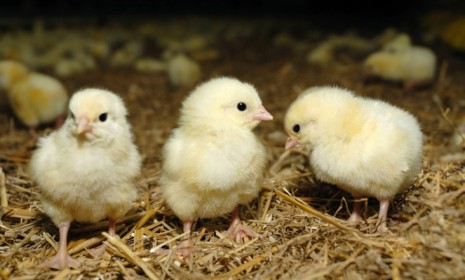 Normally chicks are born from eggs that have passed out of a hen&#039;s body, but one Sri Lankan newborn defied all of mother nature&#039;s rules.
