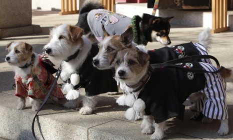 Dogs are assembled for a portrait after a special New Year&#039;s prayer for pets in Tokyo