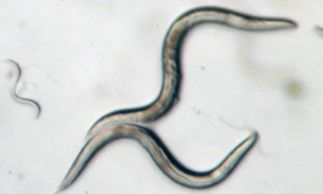 A magnified image of two adult C. elegan, the type of microscopic worms sent into space to help better understand how organisms deal with long outerspace trips. 