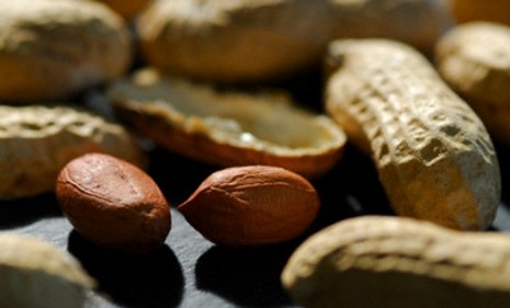 The humble peanut finds itself at the center of a growing debate.