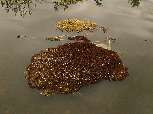 A fire ant raft from 2011.