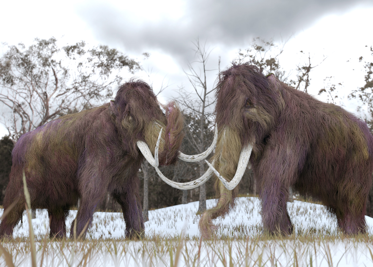 Woolly mammoths.