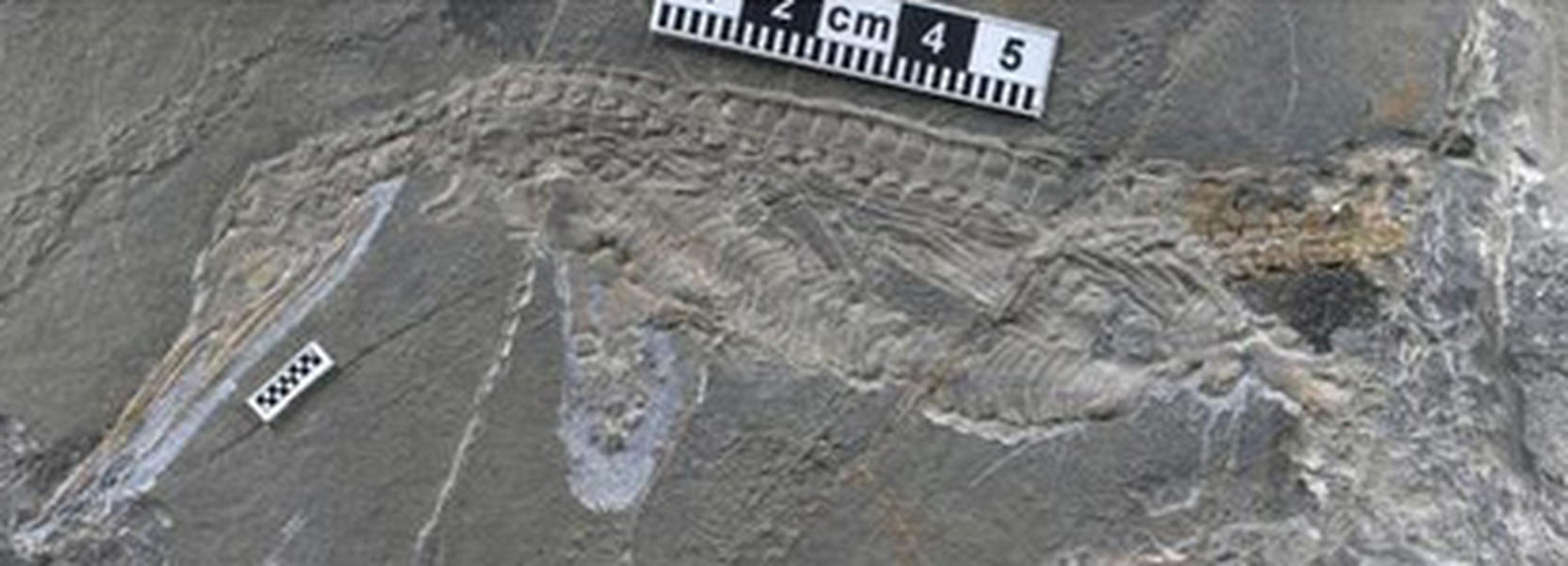 Paleontologists discover Triassic reptile in China
