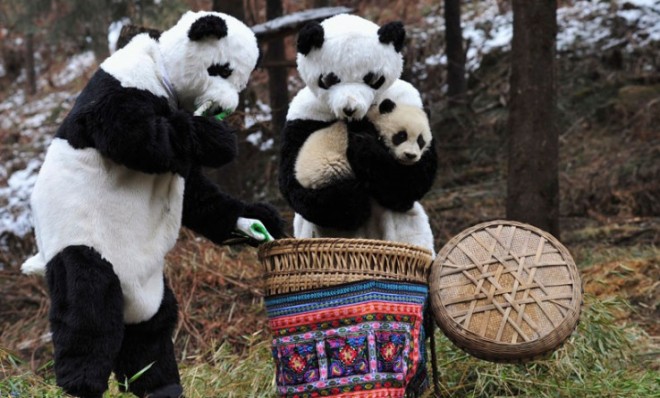 Costumed researchers at China&#039;s Wolong National Nature Reserve cradle a panda cub before transporting it to a bigger living environment.