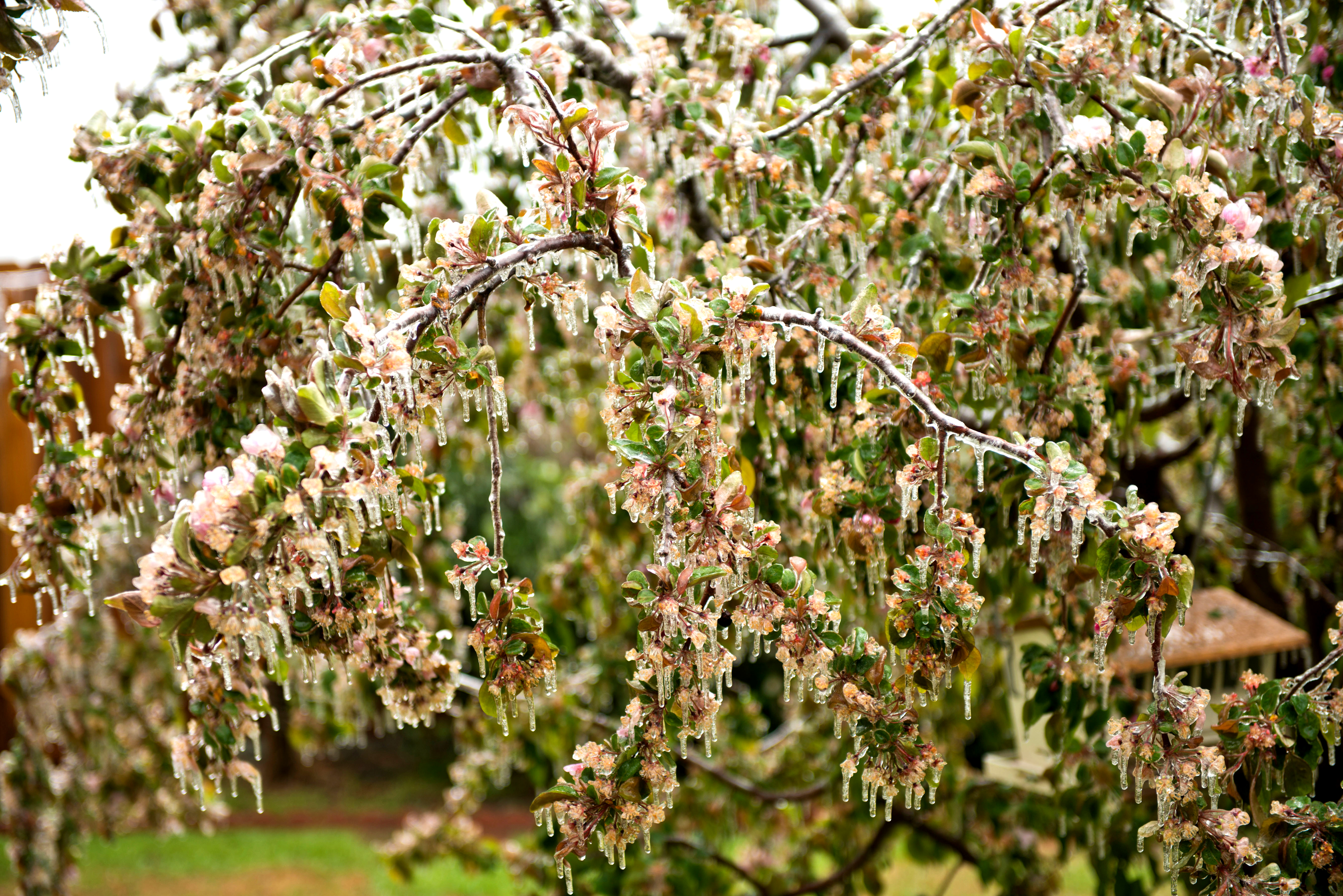 Blossoms after an ice storm.