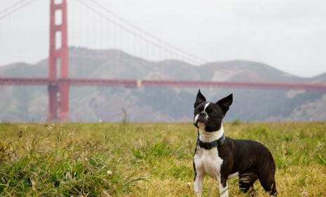 In San Francisco, where dogs outnumber kids, a canine special interest group has been successfully lobbying several mayoral candidates.
