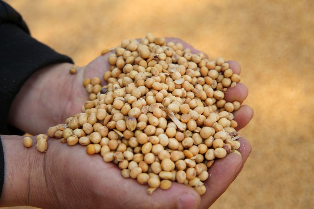 U.S. soybean exports have plummeted amid China trade war