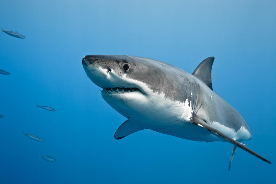Shark kills teenage spear fisherman