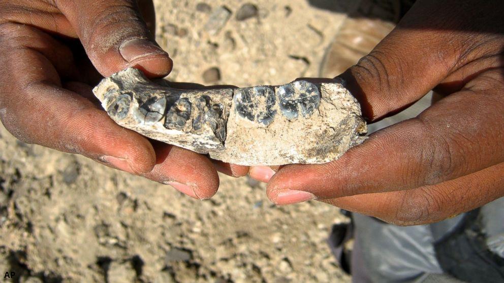A jaw bone fossil. 