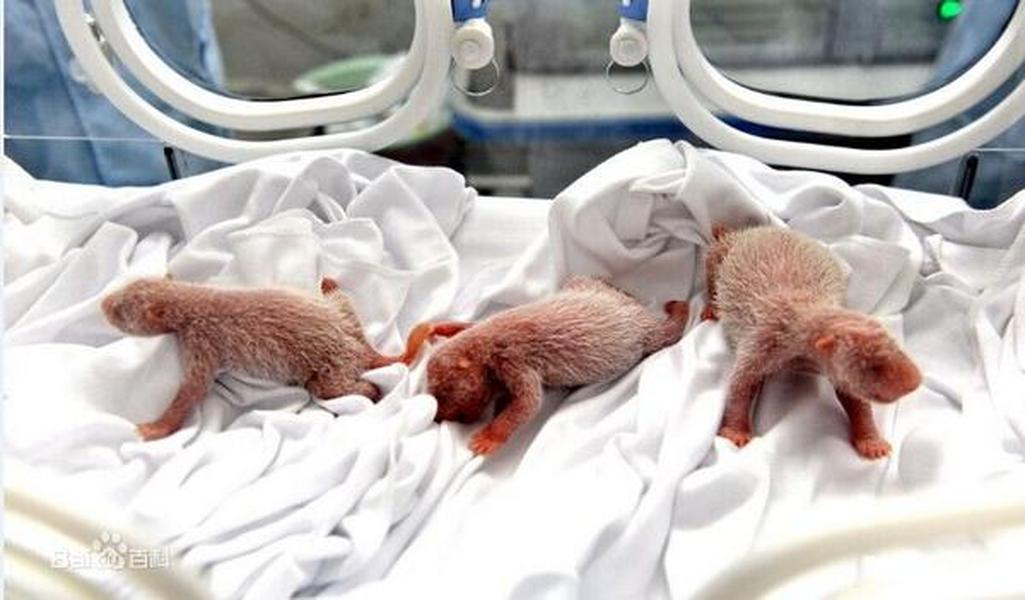Incredibly rare panda triplets born in China