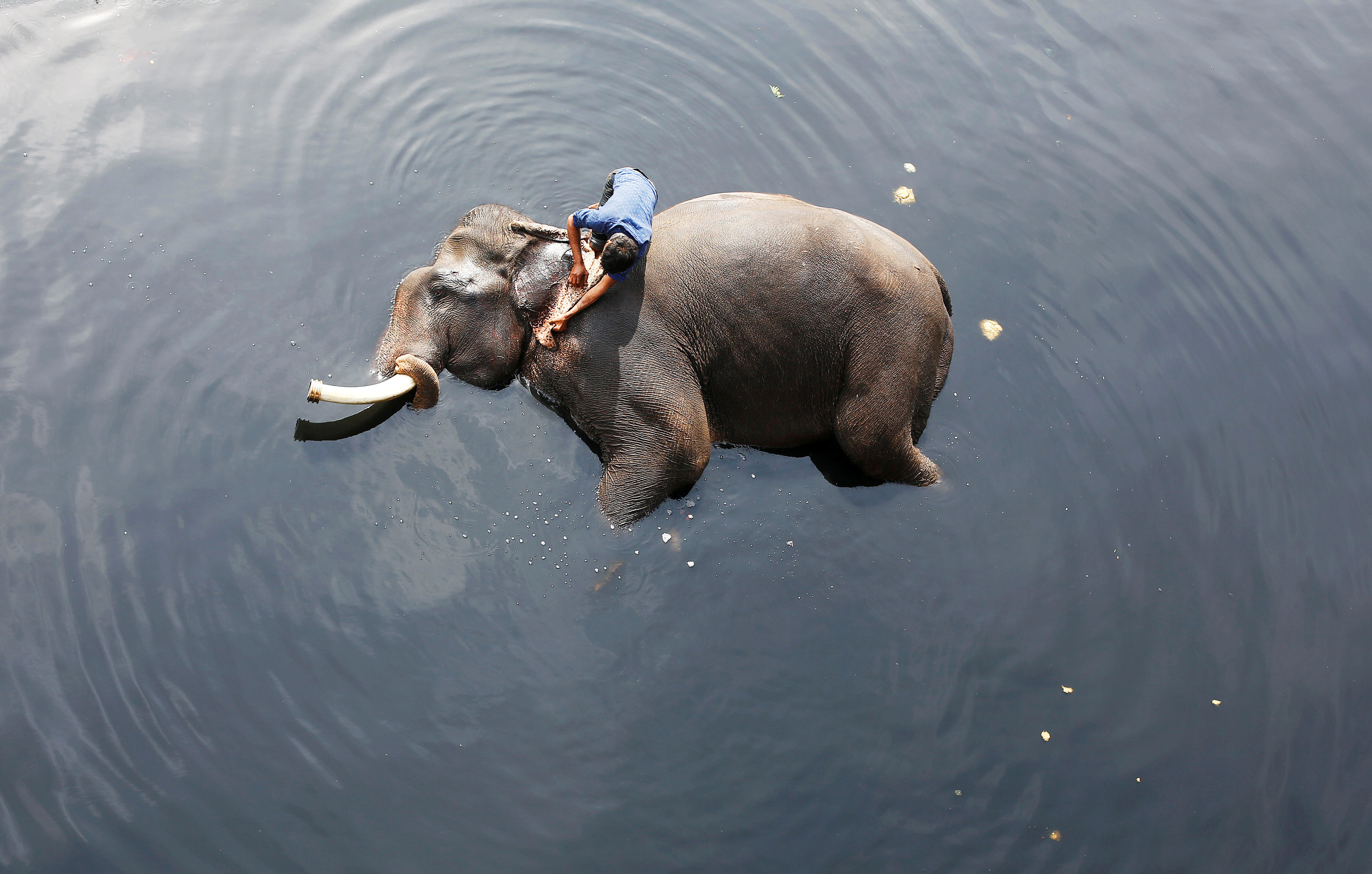 An elephant gets a bath in New Delhi, India. 