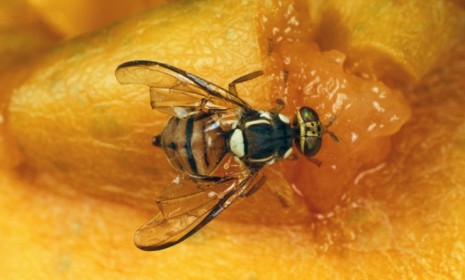 A fruit fly hovering near your rotting papaya may be looking to drown his sorrows in its alcoholic content.