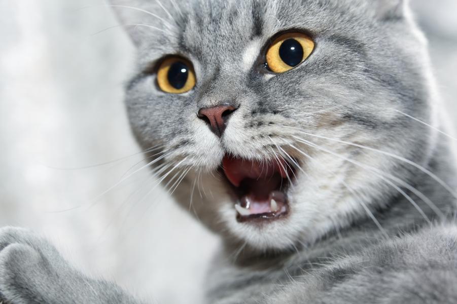 Russian tax collectors are seizing cats as collateral