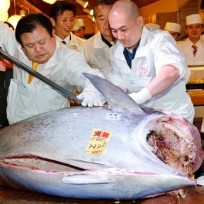 The tuna trade