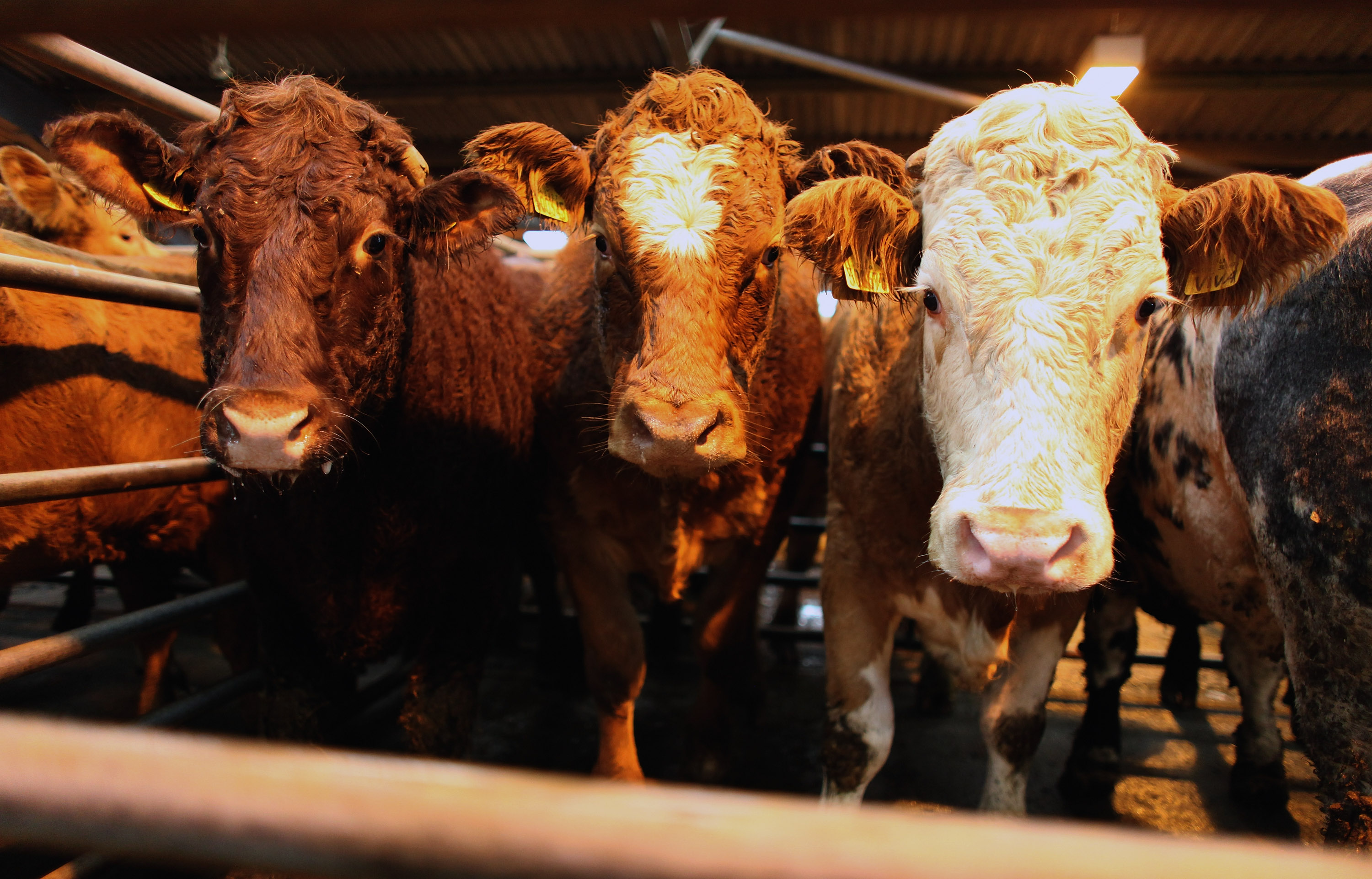 Antibiotic use is down in livestock
