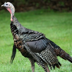 A turkey by any other name