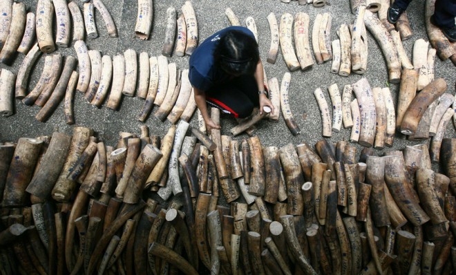 Rows of confiscated ivory will be ceremonially crushed by industrial rollers.
