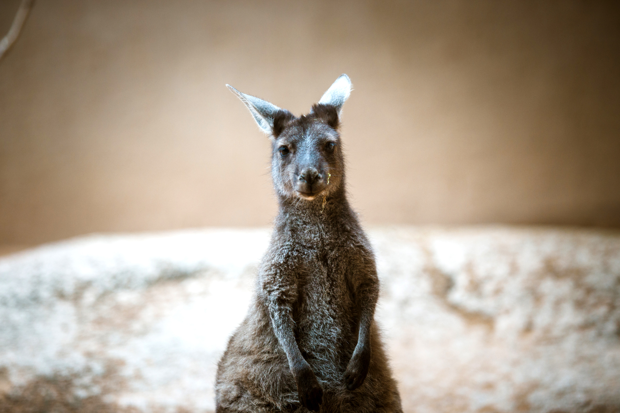 A kangaroo.