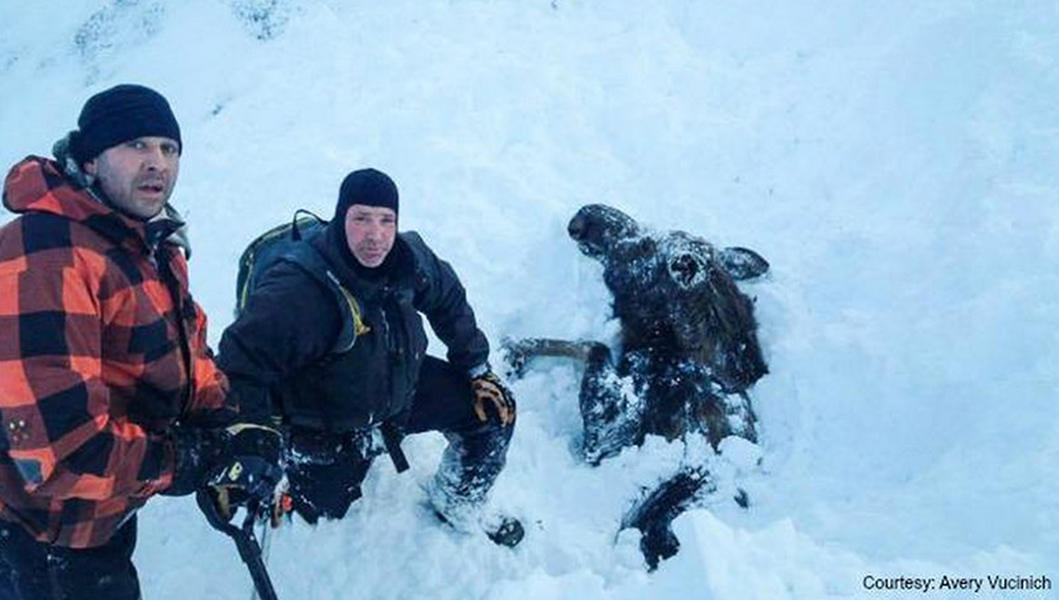 Men dig out Alaskan moose buried by avalanche
