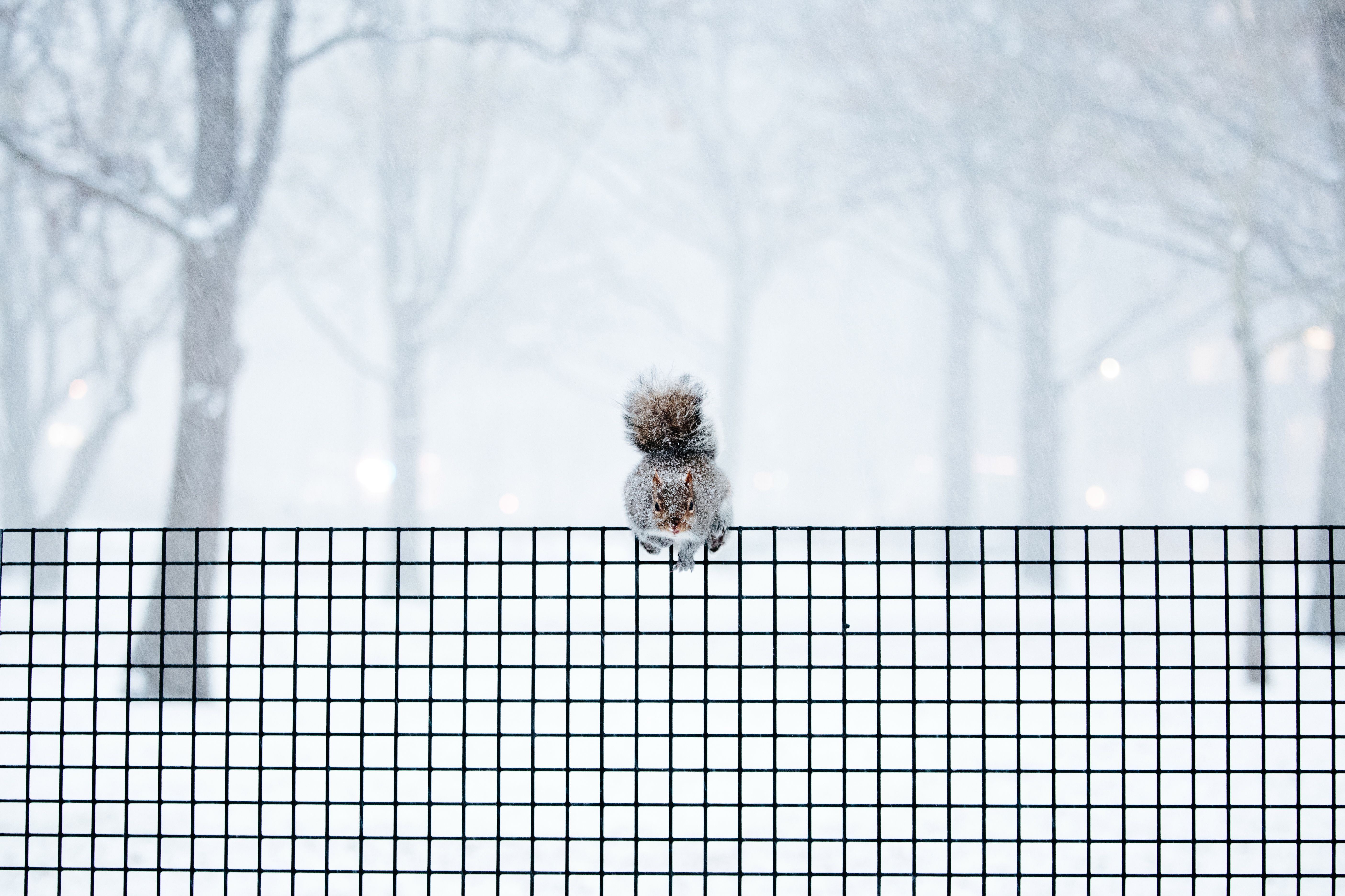 A squirrel in winter. 