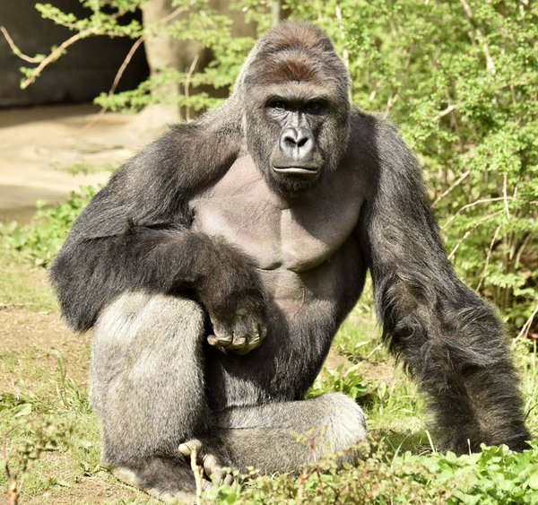 17-year-old gorilla killed at Cincinnati Zoo