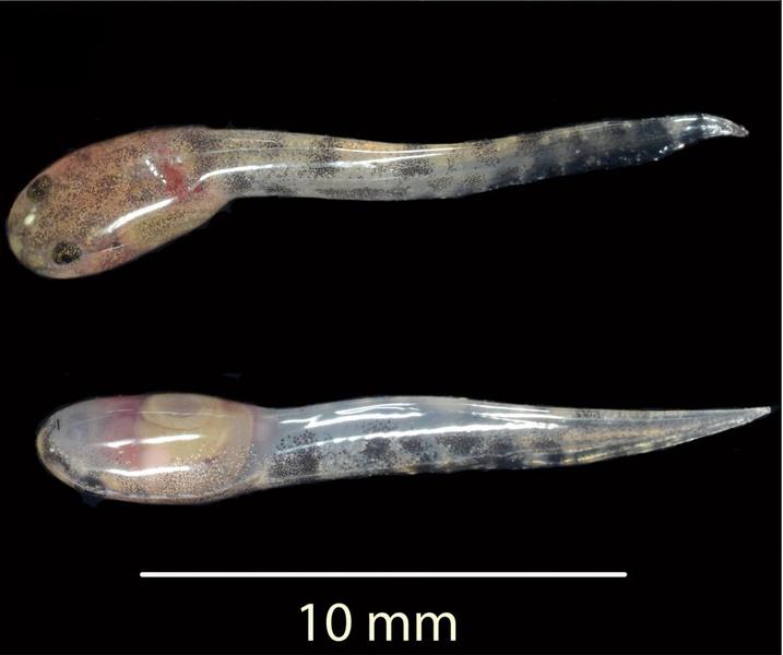 Scientists find the only known frog species to give birth to live tadpoles
