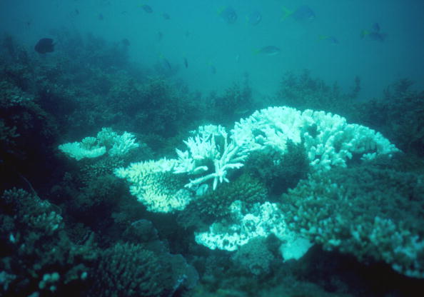 Damaged coral in the Great Barrier Reef.