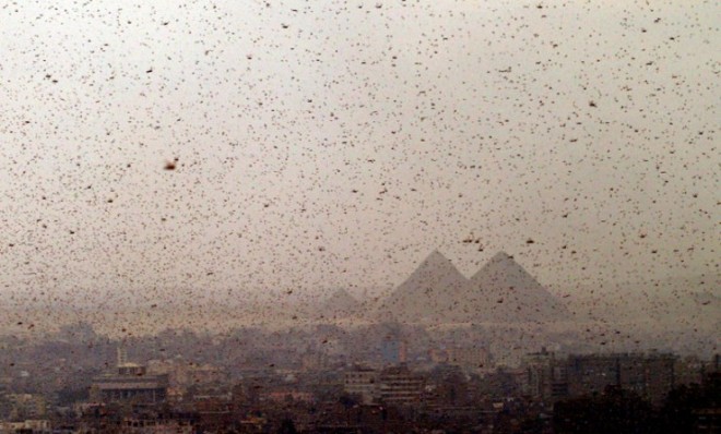 Swarms of locusts obscure Cairo&#039;s Giza pyramids