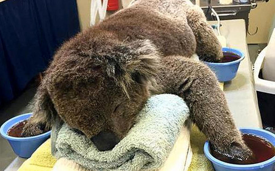 Koalas affected by Australian wildfire desperately need mittens