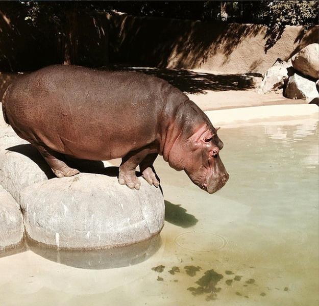 The L.A. Zoo&#039;s newest addition is a baby hippo born to a mom on birth control