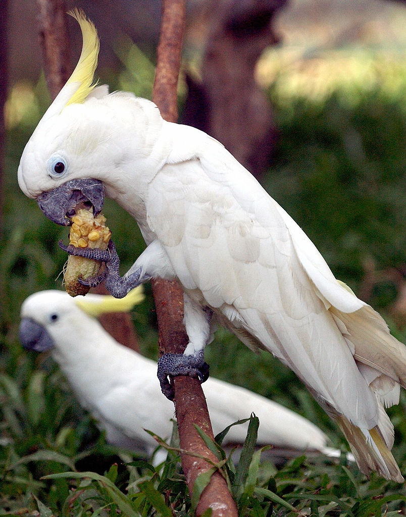 Cockatoo eating corn.