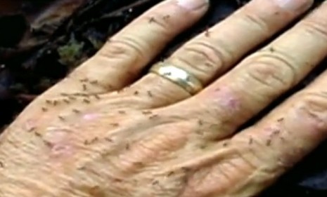 Tiny ants with a nasty bite crawl over an exterminator&#039;s hand.