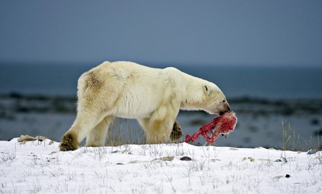 A male polar bear carries the head of a polar bear cub it killed and cannibalized in an area about 300 km north of the Canadian town of Churchill 08/12/2009