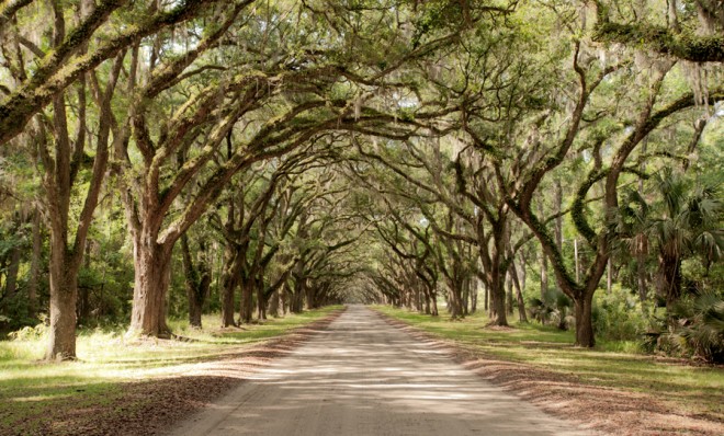 An oak ally in rural Louisiana