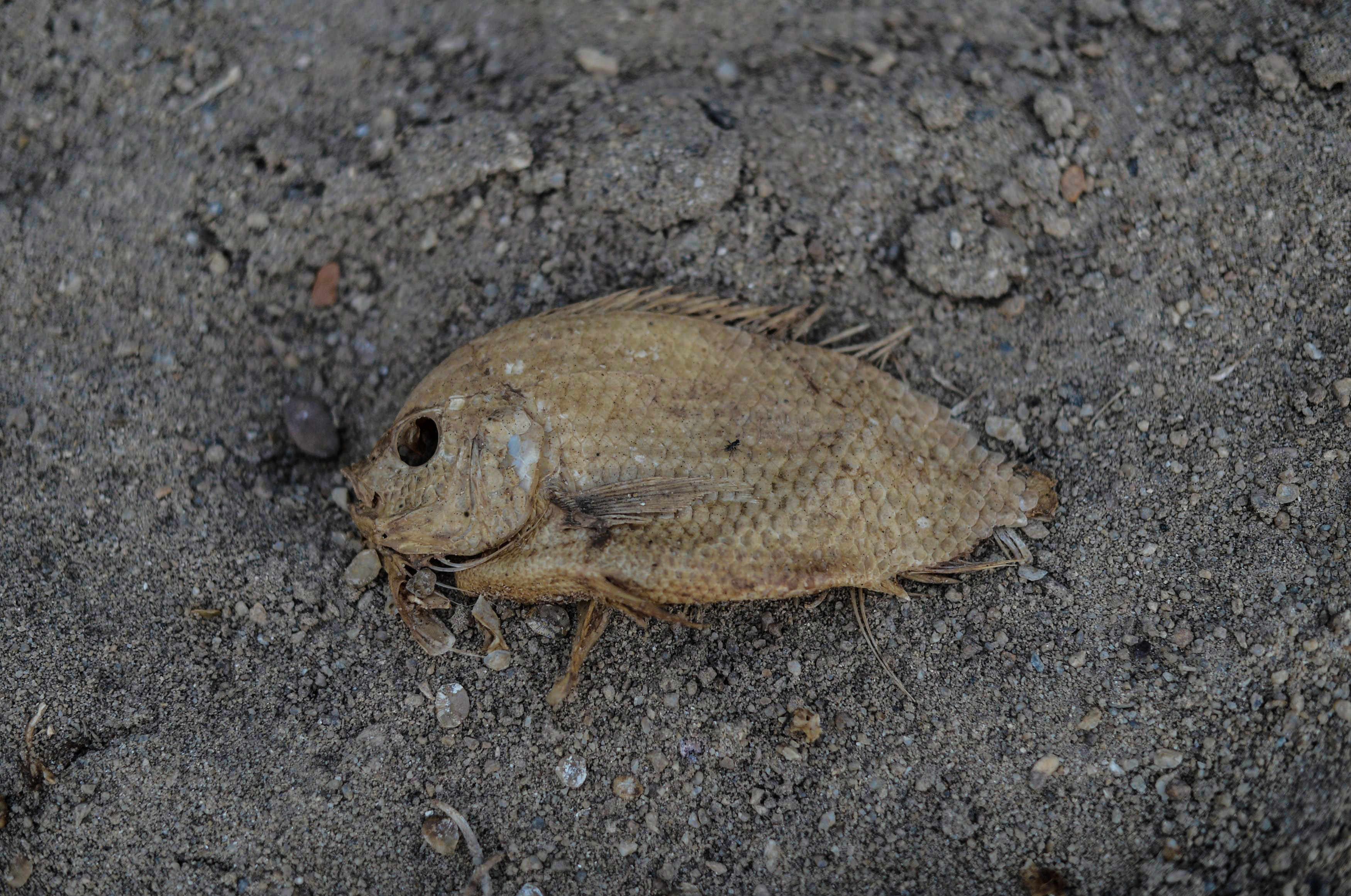 A dead fish on the dry banks of the Pahan river during heatwave in Malaysia. 