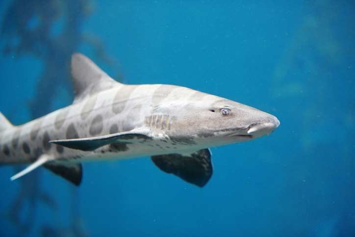 Leopard shark.