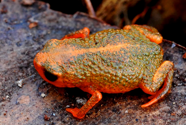 New species of miniature frogs